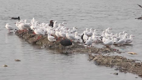 Beautiful-white-sea-gulls-island-in-lake-water-I-Sea-gull-island-stock-video