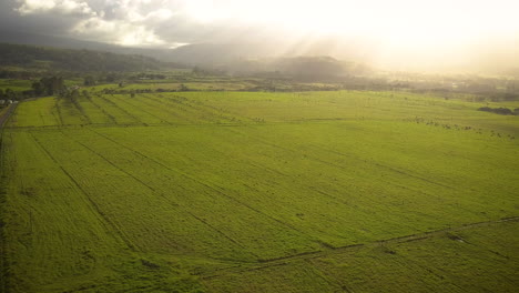 Cinematic-aerial-view-of-a-vast-crop-field-on-a-tropical-Island