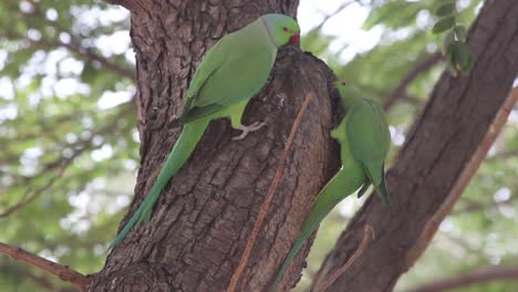 Schöne-Zwei-Papageien,-Die-Auf-Einem-Baum-Sitzen-Und-Fressen-I-Papageienvogel-Stockvideo-I-Alexandrinensittichvogel