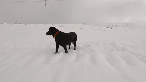 Hund-Mit-Dem-Gesicht-In-Den-Schnüffelnden-Schnee