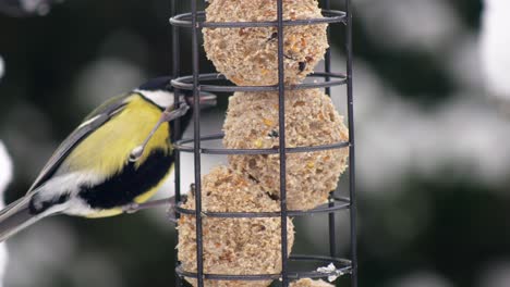 Close-up-of-a-Great-tit-bird-feeding-on-fat-balls-in-a-bird-feeder-in-a-wintry-snowy-British-garden-scene,-Shallow-definition