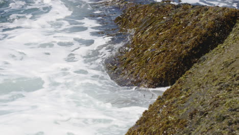 Zeitlupenaufnahmen-Von-Wellen,-Die-Gegen-Große,-Mit-Algen-Bedeckte-Felsen-Entlang-Der-Atlantikküste-Schlagen
