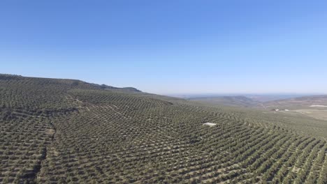 An-endless-olive-grove-on-hills-in-Jaen,-Andalusia,-Spain