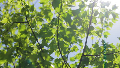 Sonne-Scheint-Durch-Die-Blätter-Eines-Baumes