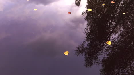Gefallene-Herbstlich-Gefärbte-Birkenblätter-Fließen-Langsam-In-Einem-Fluss-Und-Bleiben-Plötzlich-Stehen