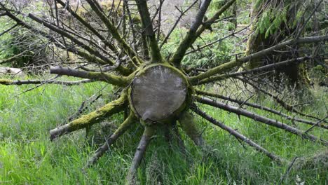 Chopped-Down-Tree-Trunk-with-Pinwheel-Limbs-Medium