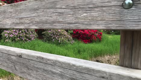 Walking-across-a-worn-wooden-bridge-with-a-view-of-many-blooming-Rhododendron-trees-and-shrubs