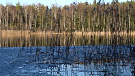 Weitwinkelaufnahme-Eines-Sees-Mit-Schilf-An-Einem-Sonnigen-Tag-Mit-Geschmolzener-Eisscholle-Am-Ufer-Und-Bäumen-Im-Hintergrund