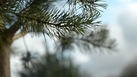 Pine-trees-blow-in-the-breeze