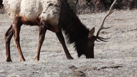 A-bull-elk-grazes-near-Estes-Park-Colorado