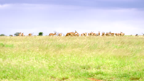 Kenya_Wide-Shot-Herd-of-Gazelle-on-top-of-grassy-hill