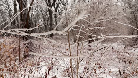 A-very-low-to-the-ground-horizontal-pan-of-many-frozen-plants