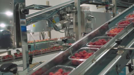 Raspberries-and-Strawberries-Move-Along-a-Conveyor-Belt-in-Packing-Plant