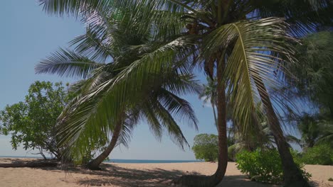 Cinemagrafía-De-Una-Palmera-Moviéndose-Suavemente-Con-La-Brisa-En-Una-Playa-De-Arena-En-La-Isla-De-Sri-Lanka-Con-El-Mar-Azul-De-Fondo,-Filmada-En-4k
