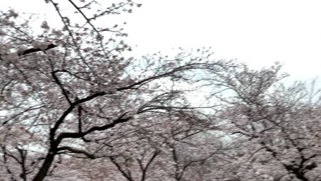 Ein-Panorama-Des-Yoyogi-Parks-Mit-Kirschblüten-Und-Menschen-In-Der-Umgebung