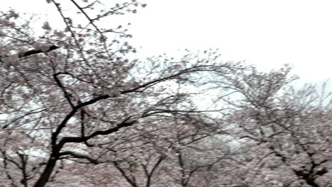 Una-Panorámica-Del-Parque-Yoyogi-Con-Flores-De-Cerezo-Y-Gente-Alrededor