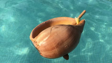 Riesiges-Bailer-Muschelgetränk,-Das-Auf-Dem-Wasser-In-Einem-Schwimmbad-In-Bali,-Indonesien,-Schwimmt