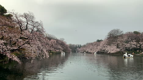 Relaxing-time-by-the-lake-of-Inokashira-Park-with-goose-boats-navigating-around-cherry-blossom