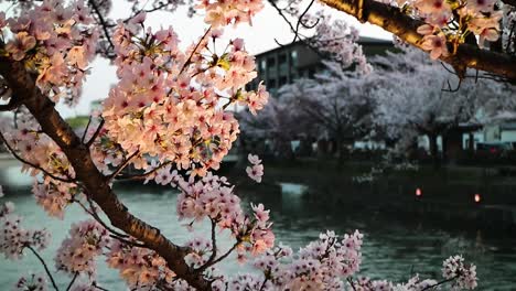 Toma-Cinematográfica-De-Un-Sakura-En-Flor-De-Cerezo-En-Japón