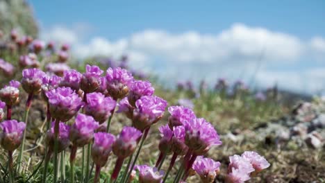 Close-up-pink-flowers-blowing-in-the-wind-with-blue-sky-behind