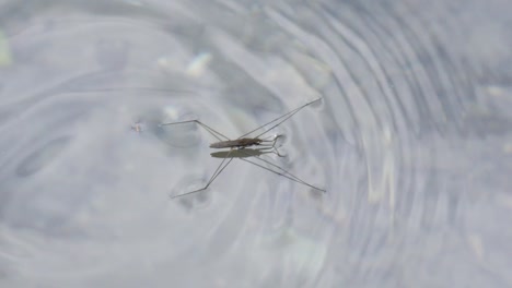 Close-up-shot-of-a-water-strider-walking,-swimming-on-the-water-in-slow-motion