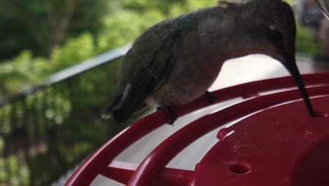 A-tiny-fat-humming-bird-with-green-feathers-sitting-at-a-bird-feeder-in-slow-motion-and-taking-drinks