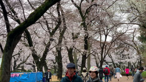 Japanese-people-under-the-cherry-trees-taking-pictures,-walking-and-enjoy-a-picnic-at-Inokashira-Park,-Japan