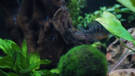 Fish-slowly-floating-around-the-bottom-of-an-aquarium