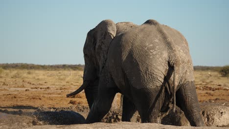 Bull-elephant-in-muddy-waterhole-kicks-up-water-with-swinging-front-leg,-then-sprays-mud-all-over-his-body-using-his-trunk