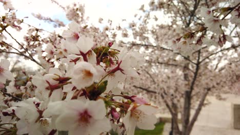 Beautiful-pink-spring-blossoms-in-focus-in-the-foreground-and-blurred-in-the-background-waving-in-the-wind-on-a-tree-in-slow-motion