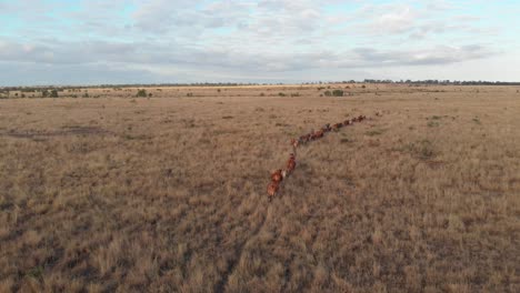 Happy-cattle-is-running-in-a-line-trough-the-paddock-shot-with-a-drone