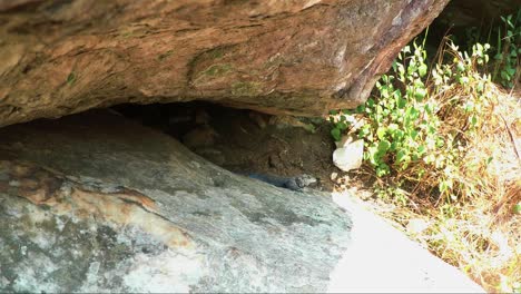 Escalada-En-Roca-Por-Montañero-Profesional-De-Un-Reputado-Instituto-De-Montañismo-En-El-Alto-Himalaya,-Uttarakhand-India