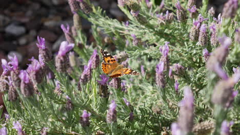 A-painted-lady-butterfly-feeding-on-nectar-and-pollinating-purple-flowers-blooming-in-spring