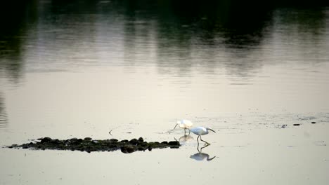 Snowy-egret-fishing-in-water