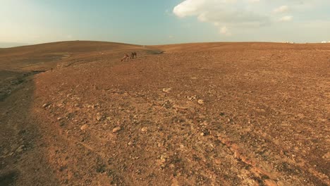 Camellos-En-El-Desierto-Rocoso-De-Israel