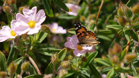 A-painted-lady-butterfly-pollinator-feeding-on-sweet-nectar-of-pink-California-wild-flowers-then-flying-away-SLOW-MOTION
