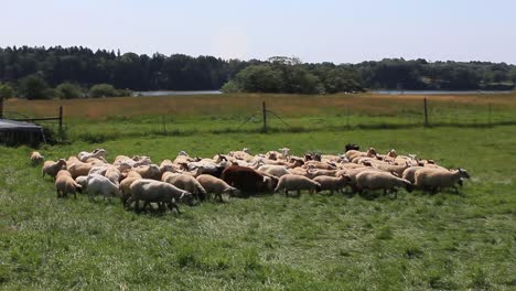 A-Border-Collie-herds-a-flock-of-Sheep-in-Harpswell,-Maine