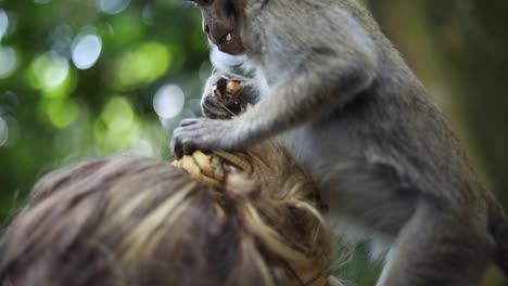 A-Balinese-Long-Tailed-monkey-at-the-Sacred-Monkey-Forest-in-Bali,-Indonesia-playing-and-sitting-on-the-head-of-a-tourist-snacking-on-some-food