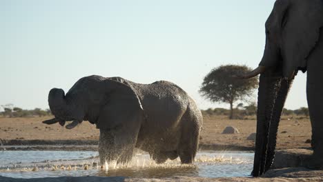 Slow-motion:-Large-bull-elephant-stands-in-waterhole,-sprays-mud-over-his-back-with-a-majestic-flick-of-his-trunk