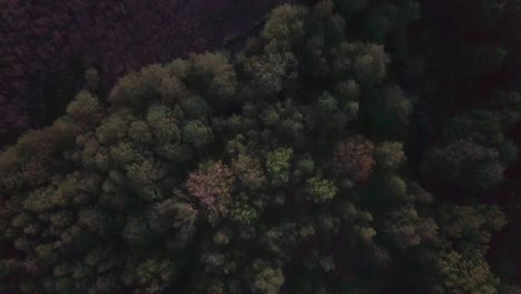 Top-down-shot-of-rich-green-forest-captured-after-sunset