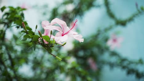 Pink-hibiscus-flower-flowing-in-the-wind