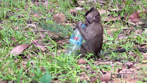 Affenbaby-Spielt-Mit-Einer-Einweg-Plastikflasche