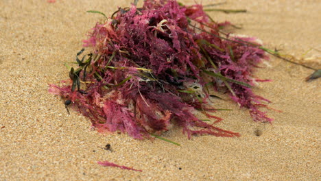 Klumpen-Roter-Algen,-Die-An-Einem-Sandstrand-Angespült-Wurden