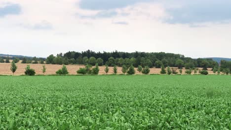Agricultural-landcape-with-a-field-full-of-sugar-beet-in-a-slight-breeze-in-Hlucinsko,-Silesia,-Czech-Republic