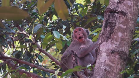 Makakenaffe-In-Den-Dschungelbäumen