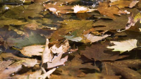 Kleiner-Fluss-Im-Wald,-Die-Bäume-Spiegeln-Sich-Im-Wasser,-Blätter-Schwimmen-Auf-Dem-Wasser