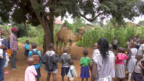 Eine-Schar-Afrikaner-Versammelt-Sich-Um-Ein-Großes-Kamel,-Das-An-Einen-Mangobaum-Gebunden-Ist