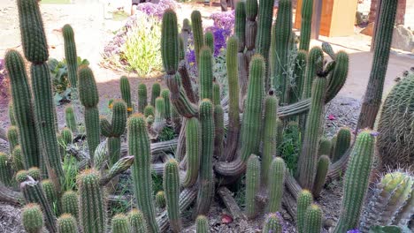Dessert-cacti-growing-in-the-magnificent-gardens-of-Mission-San-Juan-Capistrano,-a-historic-landmark-rich-in-California-history