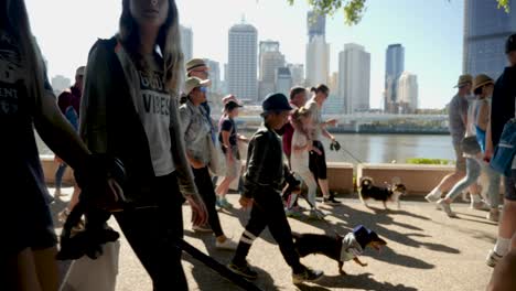 Million-Pfoten-Spazieren,-Hundewanderung-In-Southbank,-Brisbane-2018---Hundepark,-Hundewanderung-Mit-Besitzer---Menschen-Im-öffentlichen-Bereich