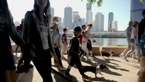 Millones-De-Patas-Caminando,-Paseando-Perros-En-Southbank,-Brisbane-2018---Parque-Para-Perros,-Paseando-Perros-Con-El-Dueño---Personas-En-áreas-Públicas